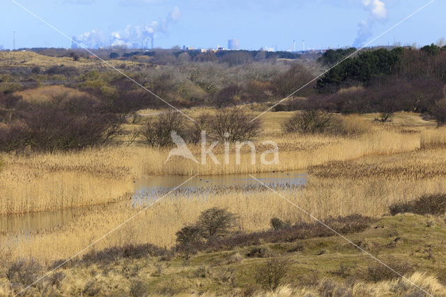 Common Reed (Phragmites australis)