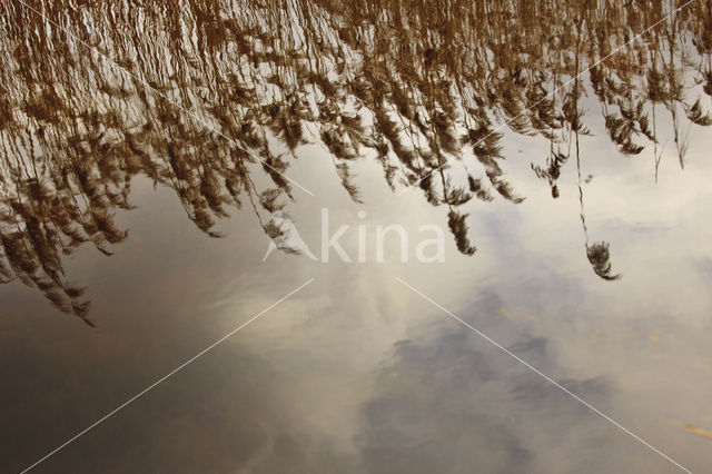 Common Reed (Phragmites australis)