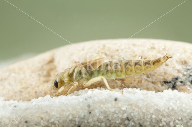 Yellow-legged Dragonfly (Gomphus flavipes)