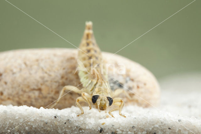 Yellow-legged Dragonfly (Gomphus flavipes)