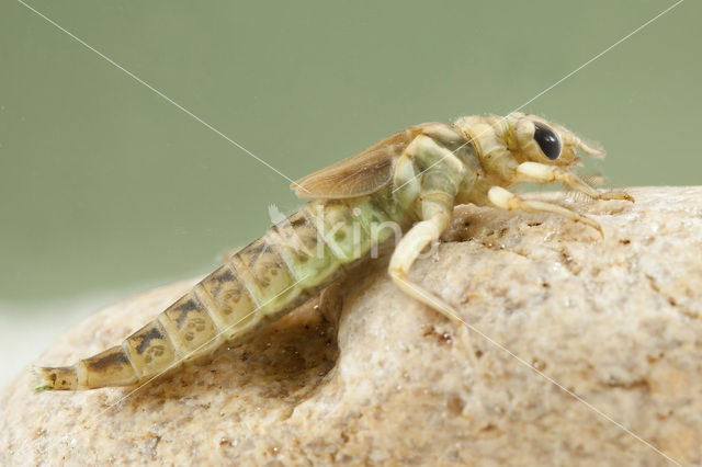 Yellow-legged Dragonfly (Gomphus flavipes)