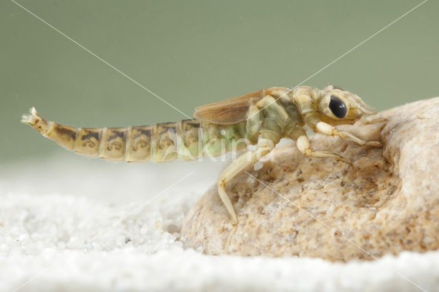 Yellow-legged Dragonfly (Gomphus flavipes)