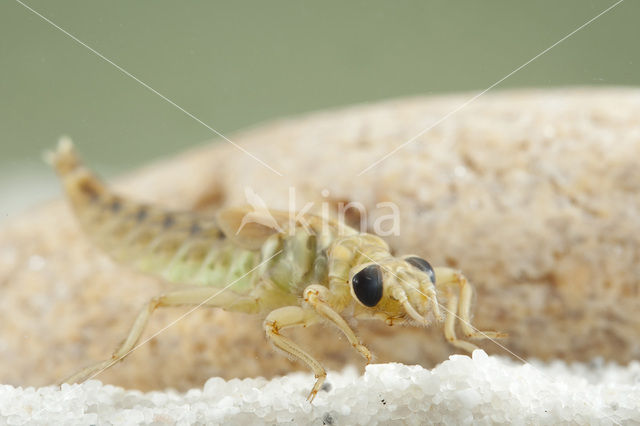 Yellow-legged Dragonfly (Gomphus flavipes)