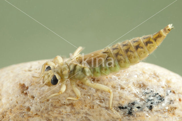Yellow-legged Dragonfly (Gomphus flavipes)