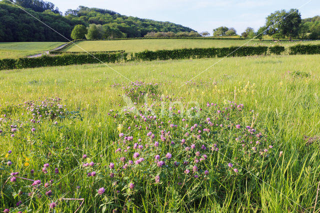 Rode klaver (Trifolium pratense)