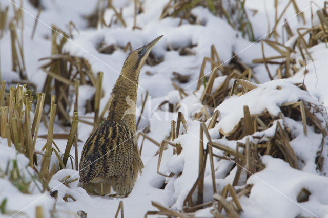 Bittern (Botaurus stellaris)