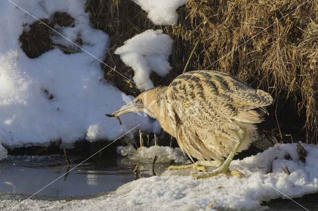 Bittern (Botaurus stellaris)