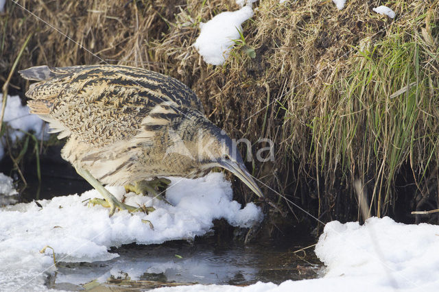 Bittern (Botaurus stellaris)