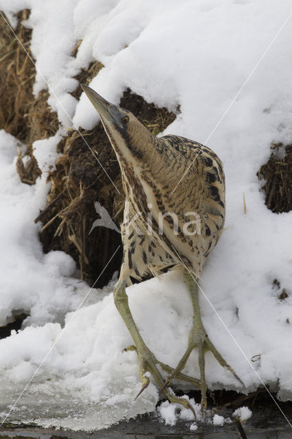 Roerdomp (Botaurus stellaris)