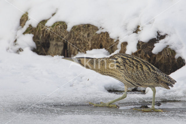 Bittern (Botaurus stellaris)