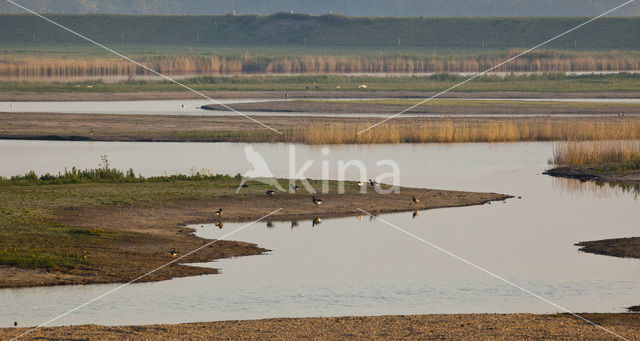 Rotgans (Branta bernicla)