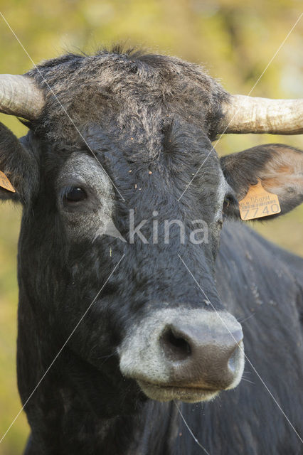 Sayaguesa Cow (Bos domesticus)