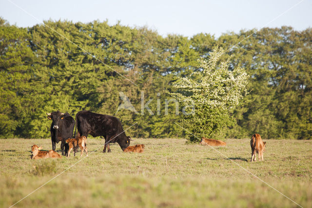 Sayaguesa rund (Bos domesticus)