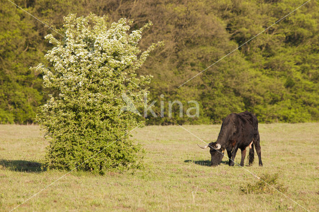 Sayaguesa Cow (Bos domesticus)