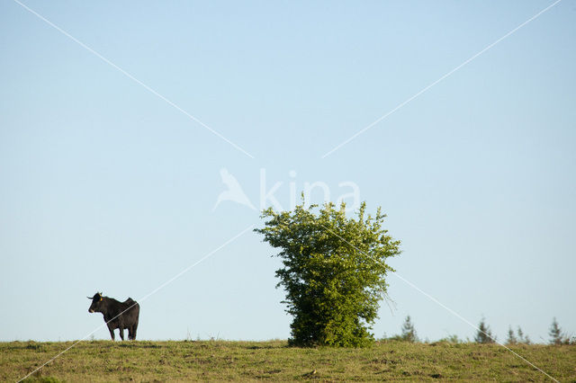 Sayaguesa Cow (Bos domesticus)