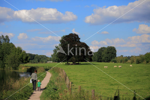 Sheep (Ovis domesticus)