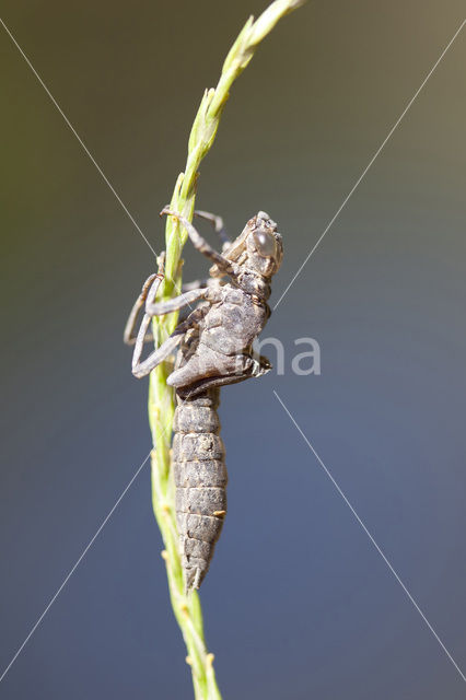Caliaeschna microstigma