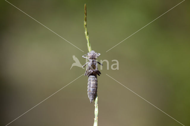 Schaduwlibel (Caliaeschna microstigma)