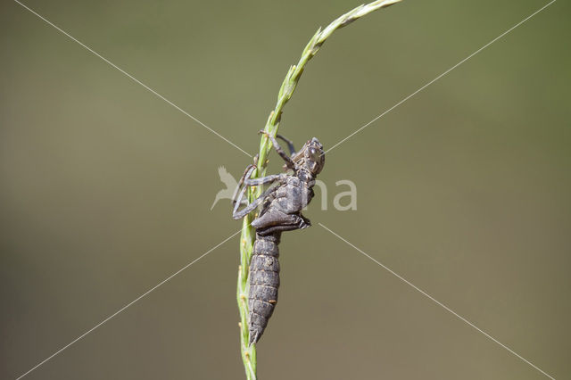 Schaduwlibel (Caliaeschna microstigma)