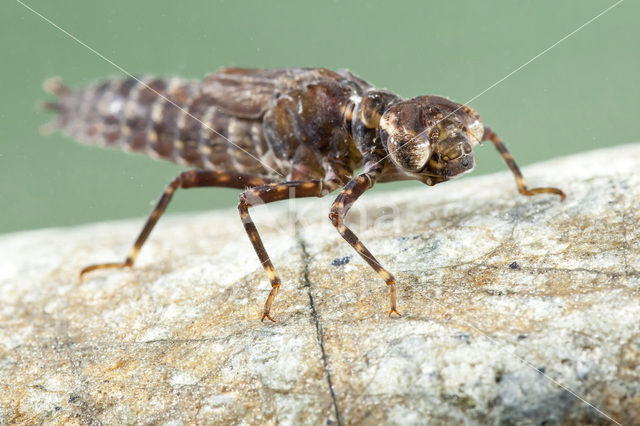 Caliaeschna microstigma