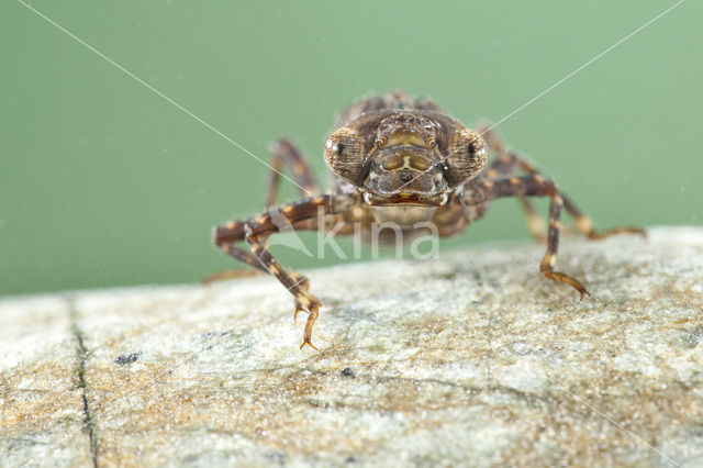 Schaduwlibel (Caliaeschna microstigma)