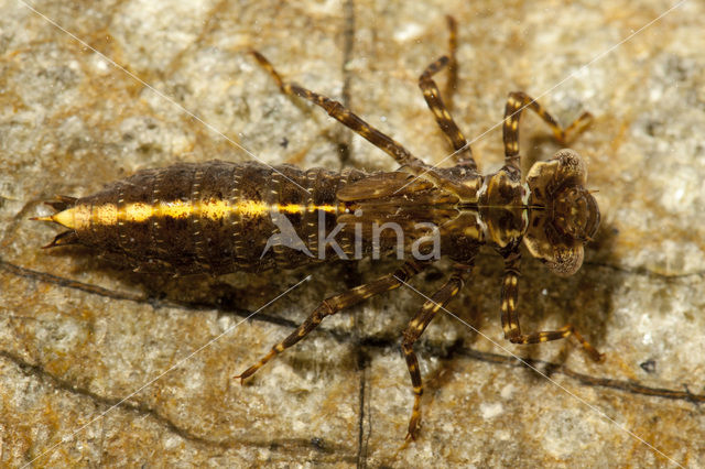 Schaduwlibel (Caliaeschna microstigma)