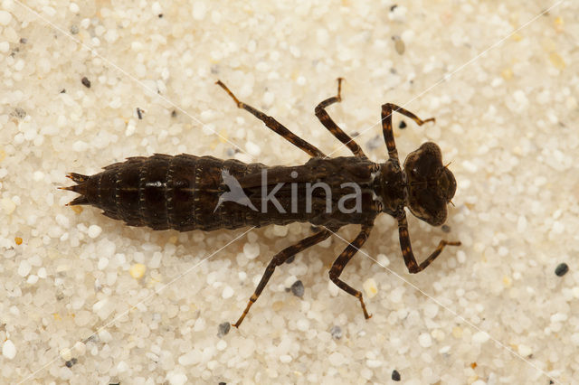 Schaduwlibel (Caliaeschna microstigma)