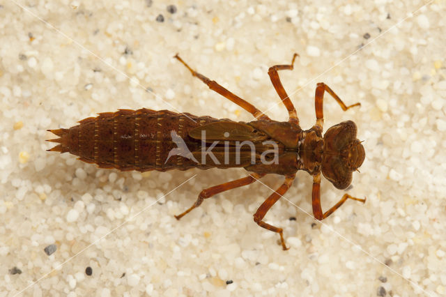 Schaduwlibel (Caliaeschna microstigma)