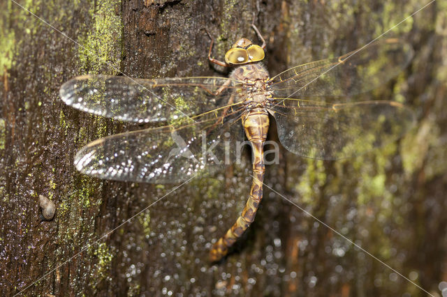 Schemerlibel (Boyeria irene)