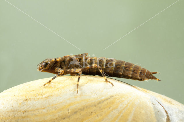 Western Spectre (Boyeria irene)