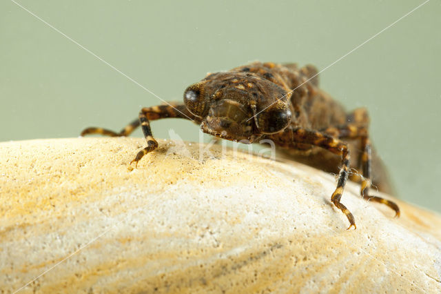 Western Spectre (Boyeria irene)