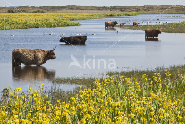 Highland Cow (Bos domesticus)