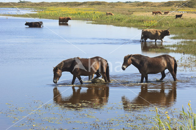 Highland Cow (Bos domesticus)