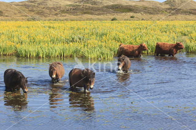 Highland Cow (Bos domesticus)