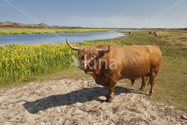 Highland Cow (Bos domesticus)