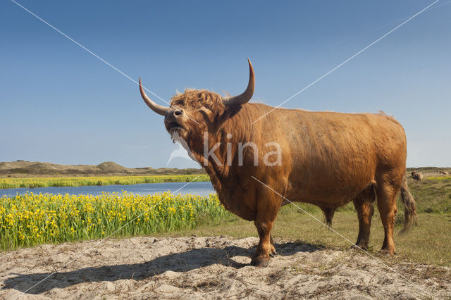 Highland Cow (Bos domesticus)