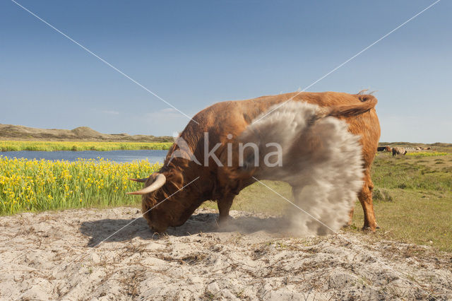 Highland Cow (Bos domesticus)