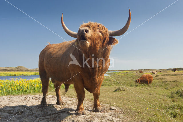 Highland Cow (Bos domesticus)