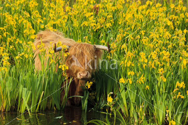 Highland Cow (Bos domesticus)