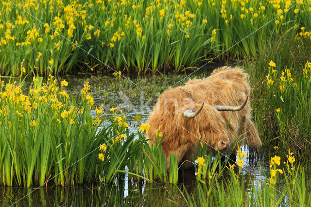 Highland Cow (Bos domesticus)