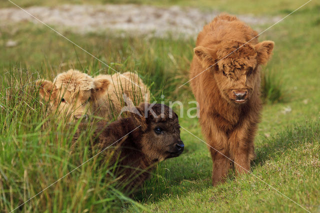 Highland Cow (Bos domesticus)