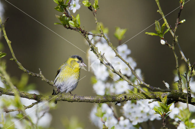 Eurasian Siskin (Carduelis spinus)