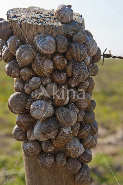snail