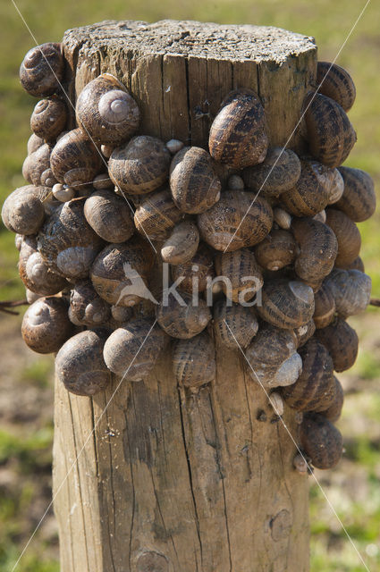 snail