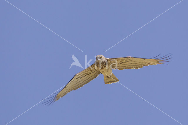 Short-toed Eagle (Circaetus gallicus)