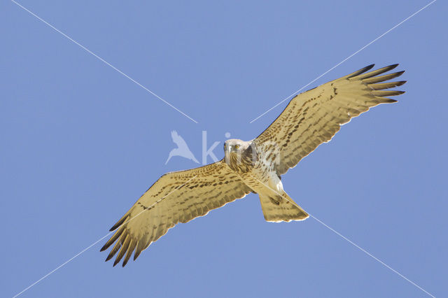 Short-toed Eagle (Circaetus gallicus)