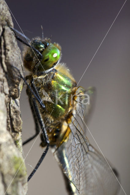Downy Emerald (Cordulia aenea)