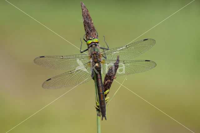 Downy Emerald (Cordulia aenea)