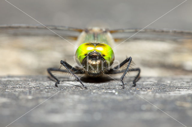 Downy Emerald (Cordulia aenea)