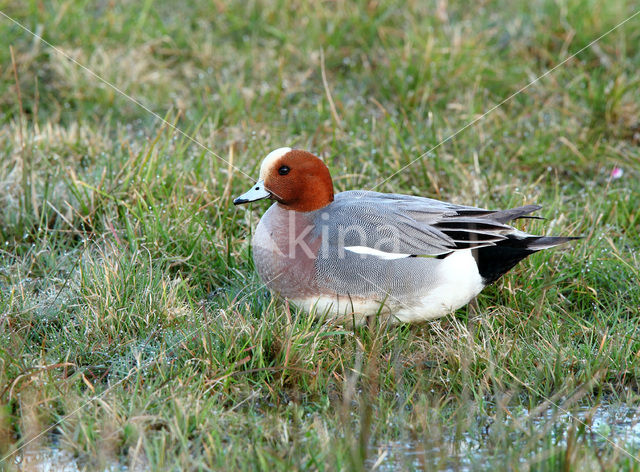 Wigeon (Anas penelope)